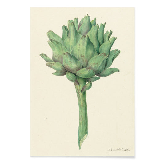 Botanical illustration poster of a green artichoke by Jean Bernard detailed artwork, with black aluminium frame on white background