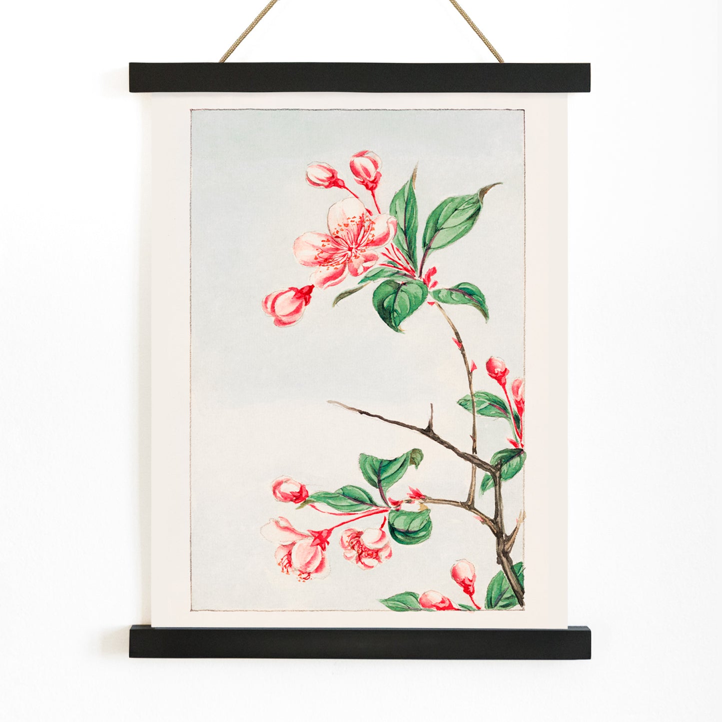 Botanical illustration and poster of pink and red cherry blossom branch with green leaves Kaido pyrus spectabalis by Megata Morikaga, with wooden magnetic frame on white background