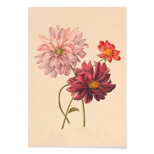 Botanical illustration poster of colorful dahlias in soft pink red and burgundy by Willem Hekking, with black aluminium frame on white background