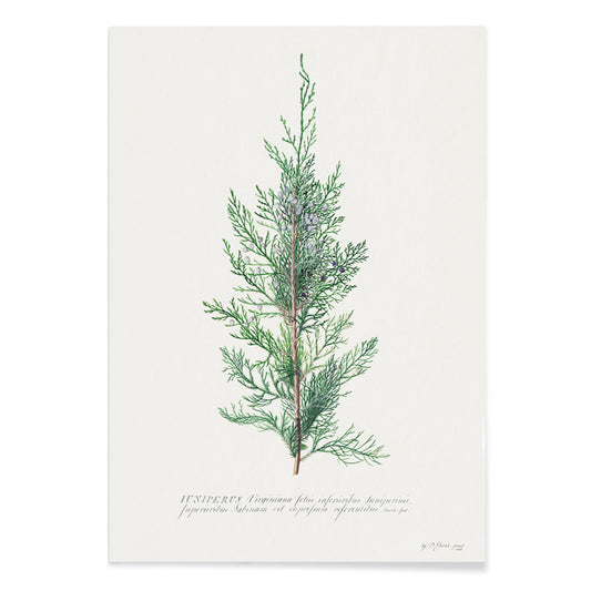 Botanical illustration of juniper branch by Georg Dionysius Ehret poster wall decor artwork, with black aluminium frame on white background