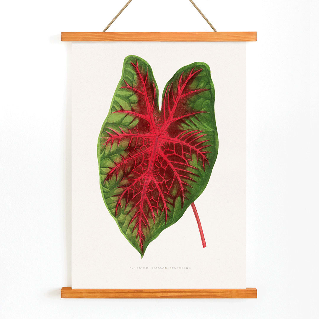 Caladium bicolor plant leaf illustration by Alexander Francis Lydon from Les Plantes a Feuillage Colore botanical poster, with wooden magnetic frame on white background