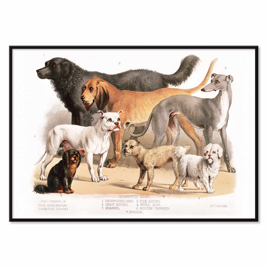 Poster of various domestic dog breeds illustrated from the Carnivora family artwork, with black aluminium frame on white background