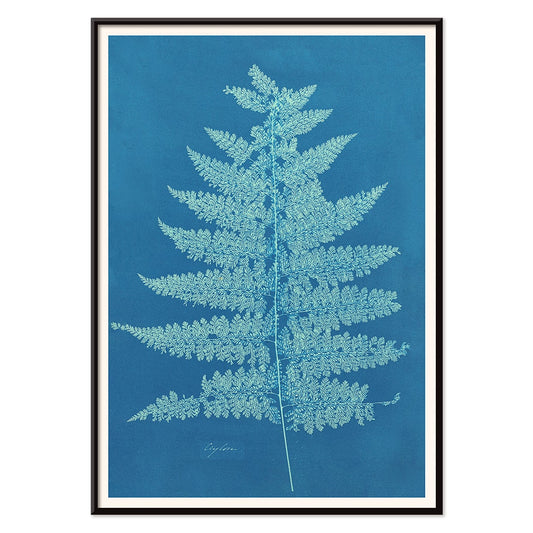 Fern Cianotipia botanical cyanotype artwork by Anna Atkins showing a detailed fern against a blue background poster, with black aluminium frame on white background