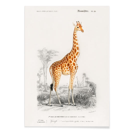 Vintage wildlife illustration of Giraffe Giraffa camelopardalis by Charles Dessalines D Orbigny in natural landscape poster, with black aluminium frame on white background
