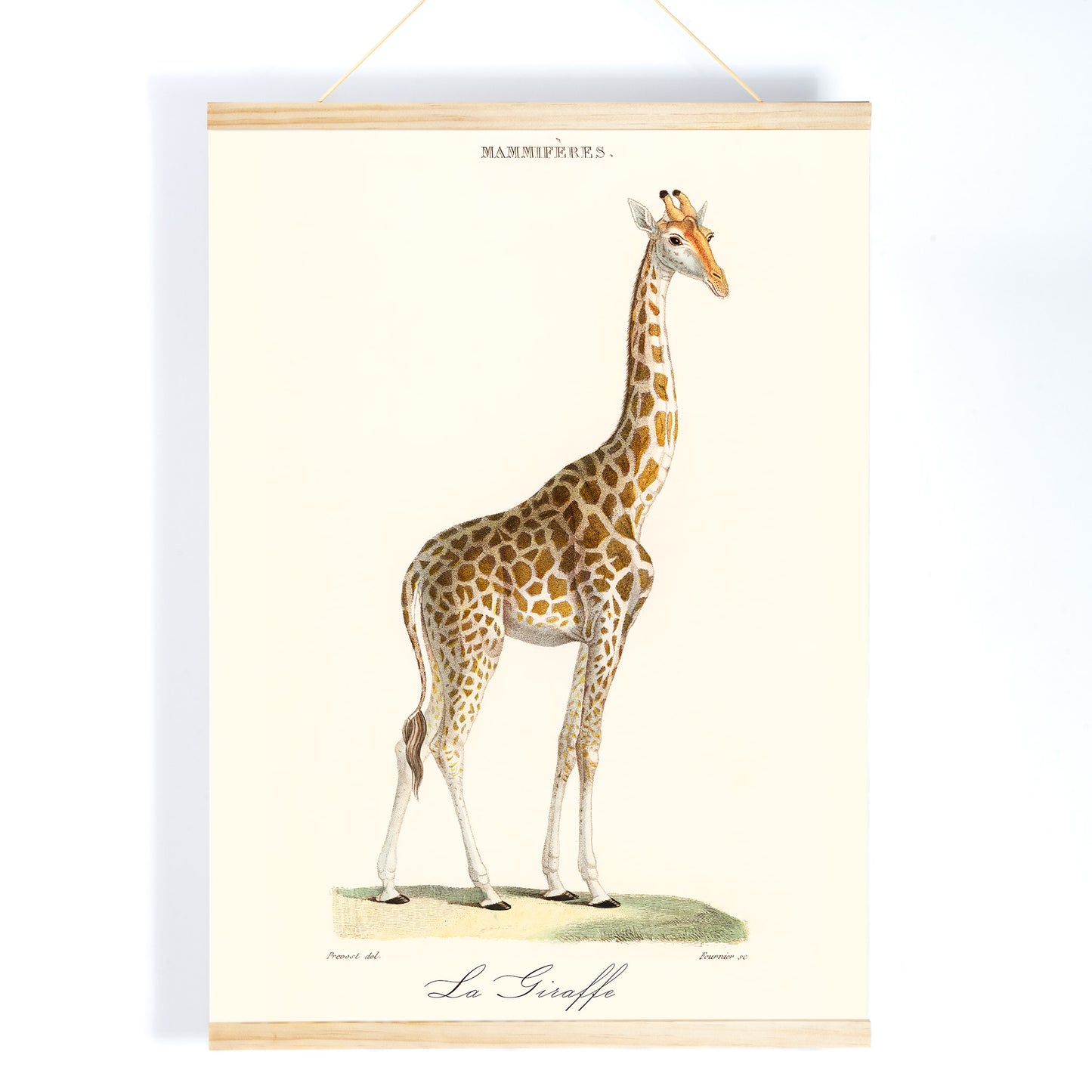 Minimalist poster of a detailed giraffe illustration from La Giraffe artwork by Florent Prevos, with wooden magnetic frame on white background
