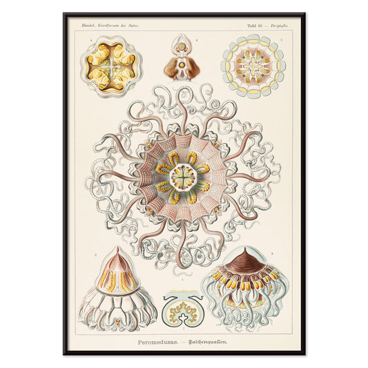Scientific illustration poster of Peromedusae jellyfish marine life by Ernst Haeckel with intricate artistic and scientific detail, with black aluminium frame on white background