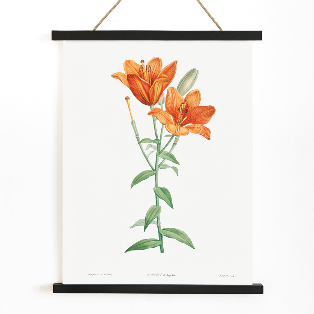 Orange bulbous lily botanical illustration poster from La botanique de J J Rousseau by Pierre Joseph Redoute, with wooden magnetic frame on white background