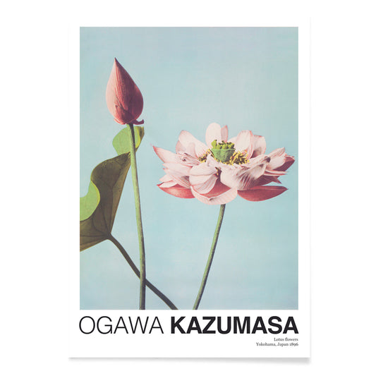 Ogawa Kazumasa Lotus Flowers photomechanical print and poster featuring delicate pink blooms on a light blue background, with black aluminium frame on white background