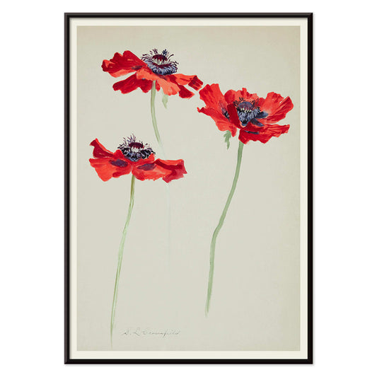 Three Studies of Poppies by Sophia Crownfield poster featuring vibrant red poppies on delicate stems and a light background artwork, with black aluminium frame on white background