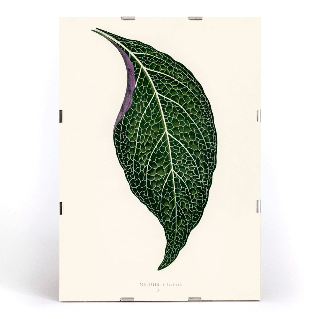Closeup detail of Detailed botanical illustration poster of Adelaster Albivenis by Shirley Hibberd showing a green leaf with purple veins