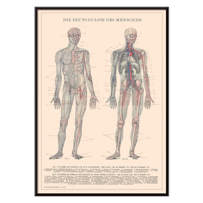 Anatomical illustration and poster of human circulatory system and blood vessels titled Human Blood System by Institute of Liepzig for educational use, with black aluminium frame on white background