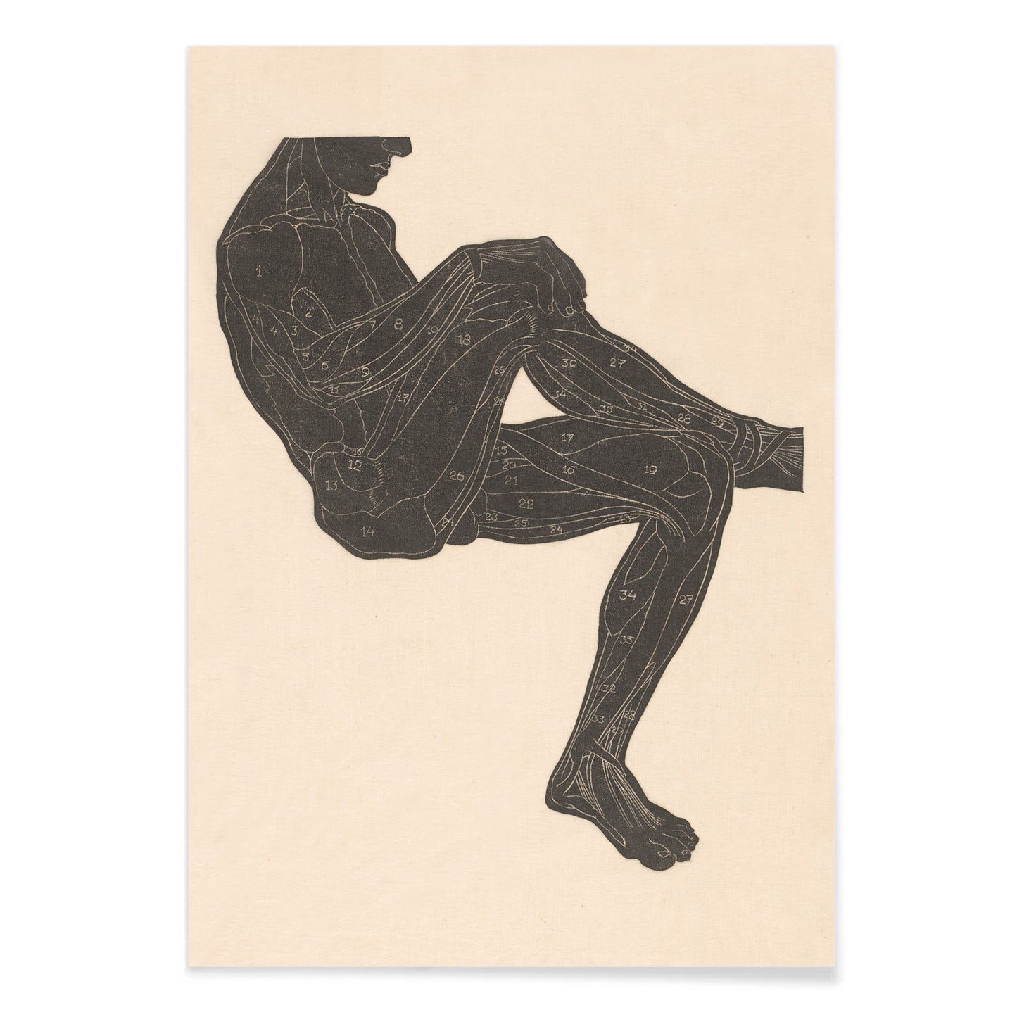 Anatomical illustration of human leg muscles in a seated figure poster by Reijer Stolk, with black aluminium frame on white background
