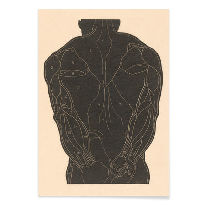 Anatomical illustration and poster of human back muscles by Reijer Stolk labeled muscle groups artwork Back Muscles, with black aluminium frame on white background
