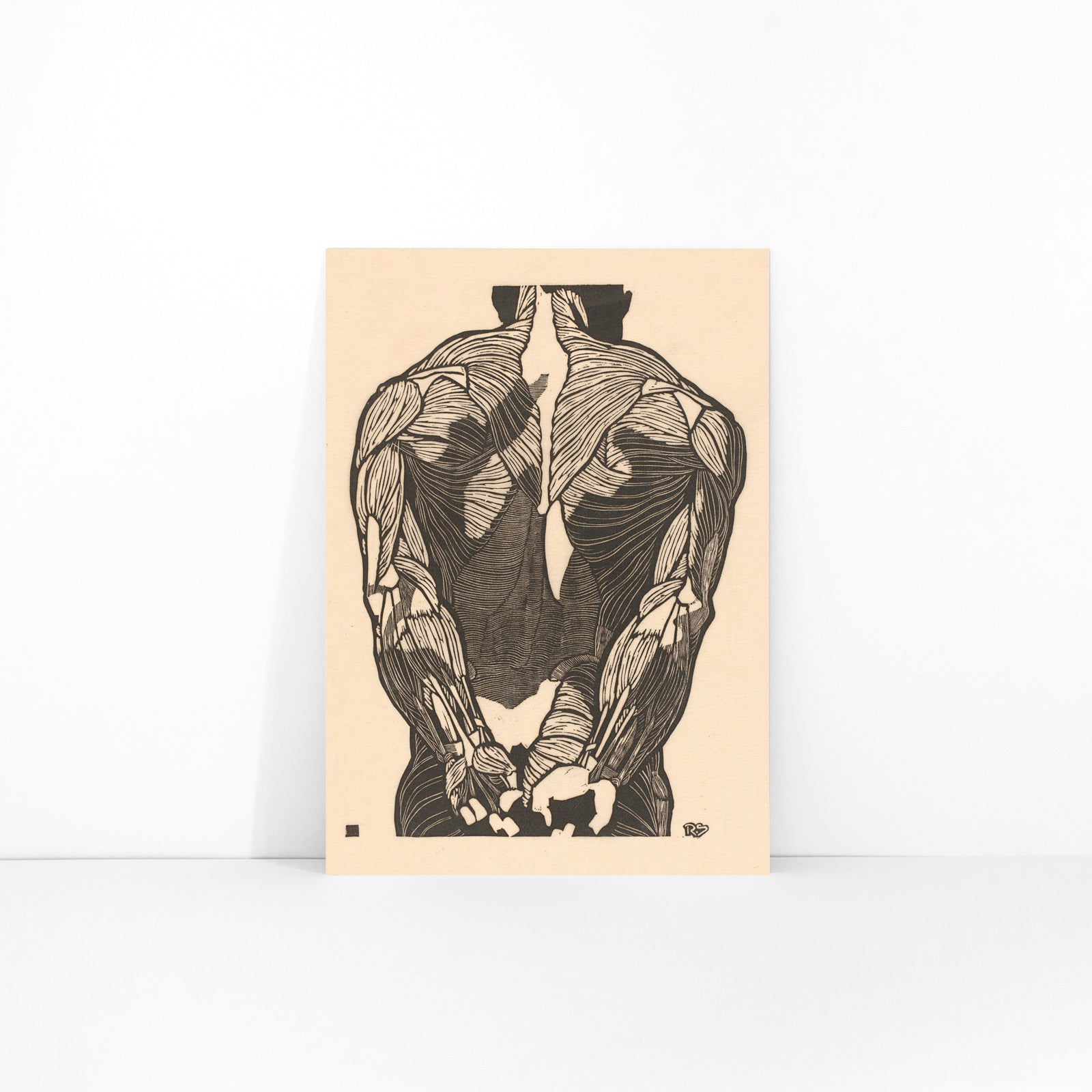Detailed anatomical illustration of human back muscles artwork titled Back Muscles by Reijer Stolk with intricate linework, framed and displayed in modern living room decor