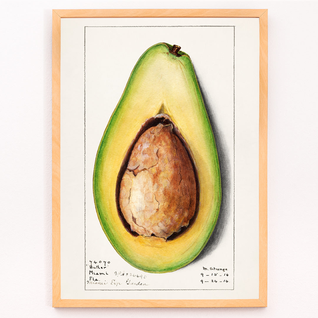 Closeup detail of Botanical illustration and poster of a realistic avocado Persea by Amanda Almira Newton suitable for kitchen wall decor
