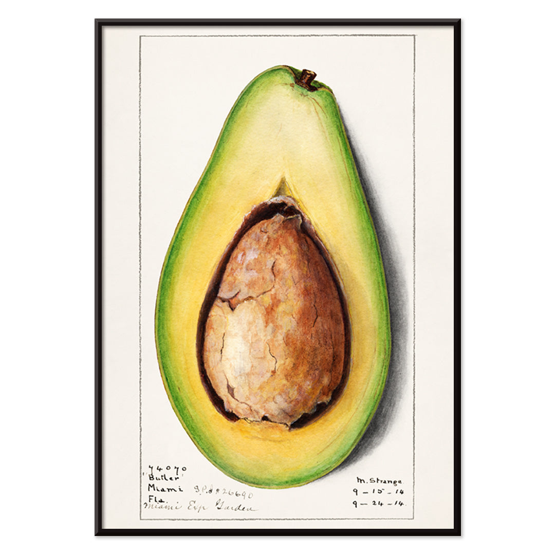Botanical illustration and poster of a realistic avocado Persea by Amanda Almira Newton suitable for kitchen wall decor, with black aluminium frame on white background