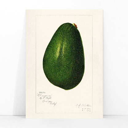 Detailed avocado illustration by Amanda Almira Newton perfect for kitchen decor poster, framed and displayed in modern living room decor