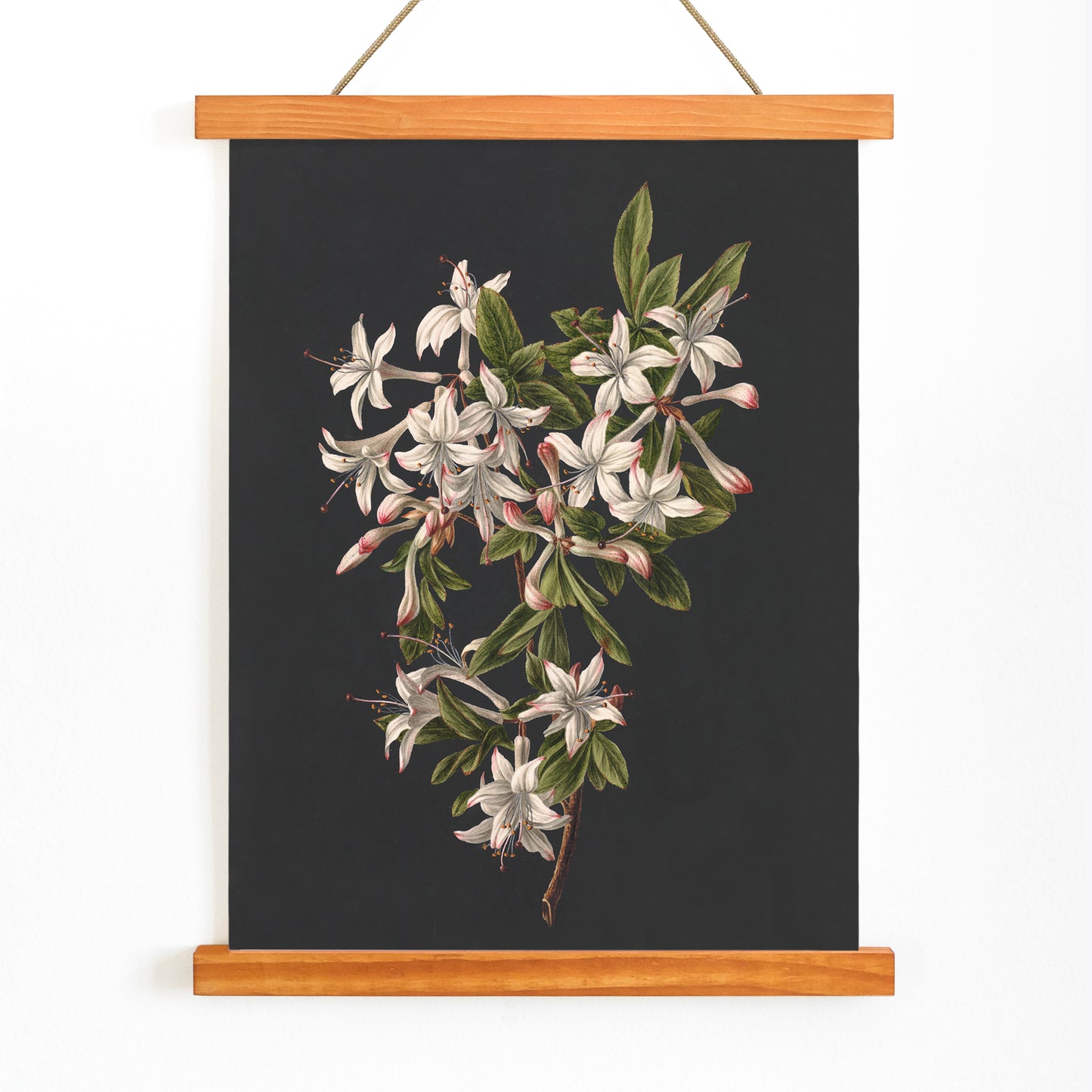 Botanical illustration poster of white azalea flowers and green leaves on a branch by M de Gijselaar titled Branch of Azaleas in Bloom, with wooden magnetic frame on white background