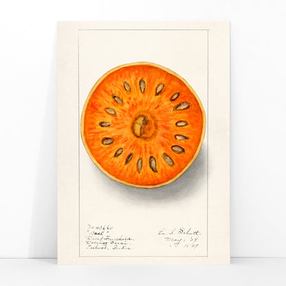 Botanical illustration of sliced orange bael fruit Aegle Marmelos by Ellen Isham Schutt artwork poster, framed and displayed in modern living room decor