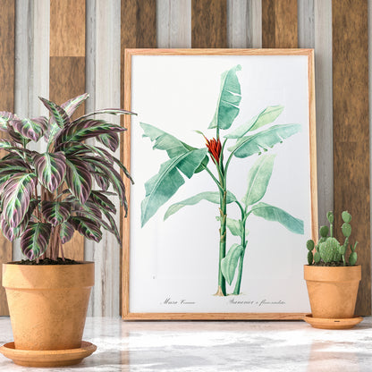 Scarlet banana plant botanical illustration by Pierre Joseph Redoute from Les liliacees poster artwork, framed and displayed in home decor