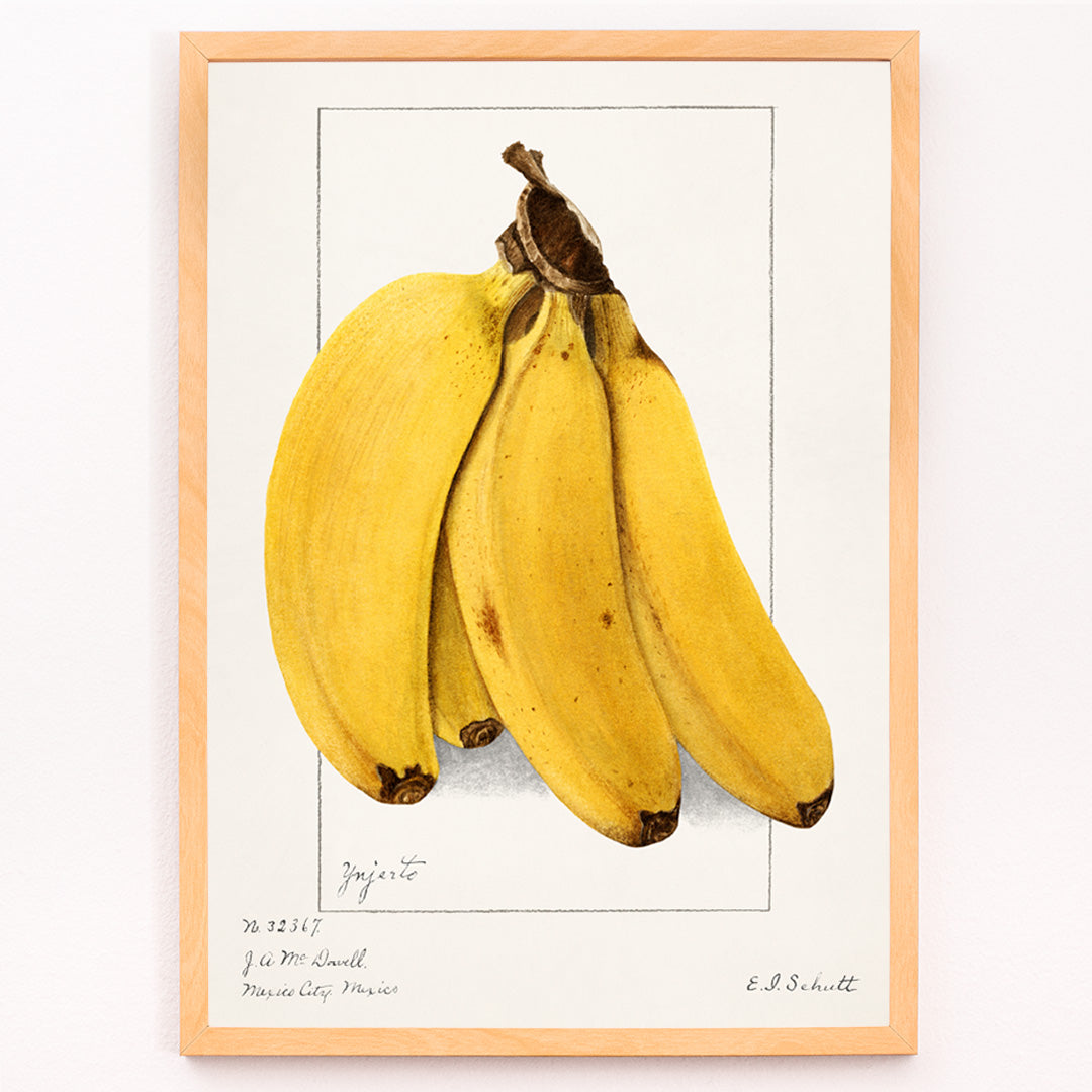 Closeup detail of Botanical artwork of ripe yellow bananas Musa by Ellen Isham Schutt realistic illustration and poster suitable for botanical decor