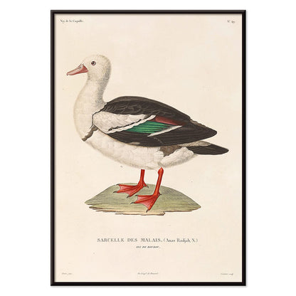 Voyage autour du monde Pl 155 Bird illustration and poster by Louis Isidore Duperrey featuring Sarcelle des Malais bird artwork, with black aluminium frame on white background