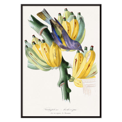 Colorful Tachyphone archeveque bird perched on banana tree illustration from Le Jardin Des Plantes by Paul Gervais wall decor poster, with black aluminium frame on white background