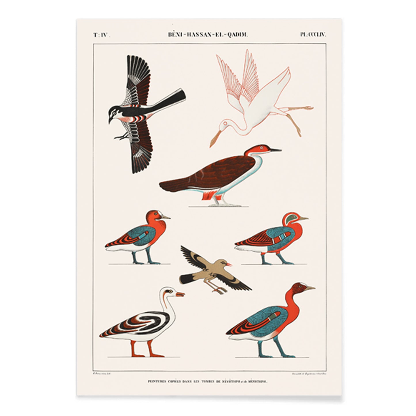 Colorful ancient Egyptian bird illustrations by Jean Francois Champollion from tomb paintings of Nevoethph and Menothph poster, with black aluminium frame on white background