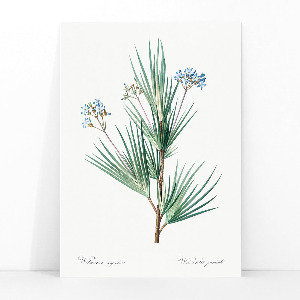 Botanical illustration poster of blue star flowers by Pierre Joseph Redoute from Les liliacees artwork, framed and displayed in modern living room decor