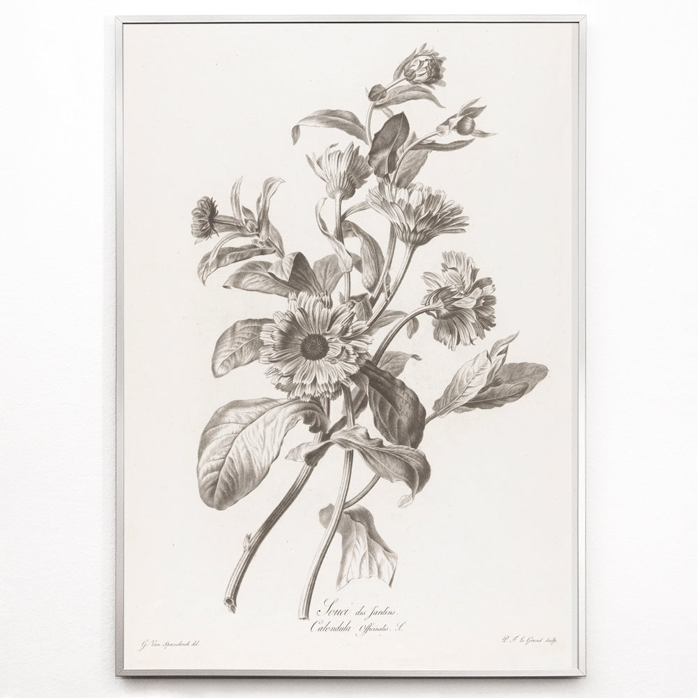 Closeup detail of Black and white botanical illustration of marigold flowers by Pierre Francois Legrand titled Black and White Marigold poster