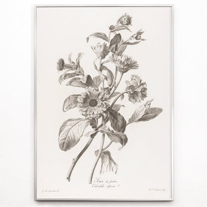 Closeup detail of Black and white botanical illustration of marigold flowers by Pierre Francois Legrand titled Black and White Marigold poster