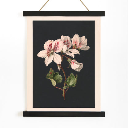 Botanical illustration of Pelargonium flower by M de Gijselaar with white petals and green leaves on dark background poster wall decor, with wooden magnetic frame on white background