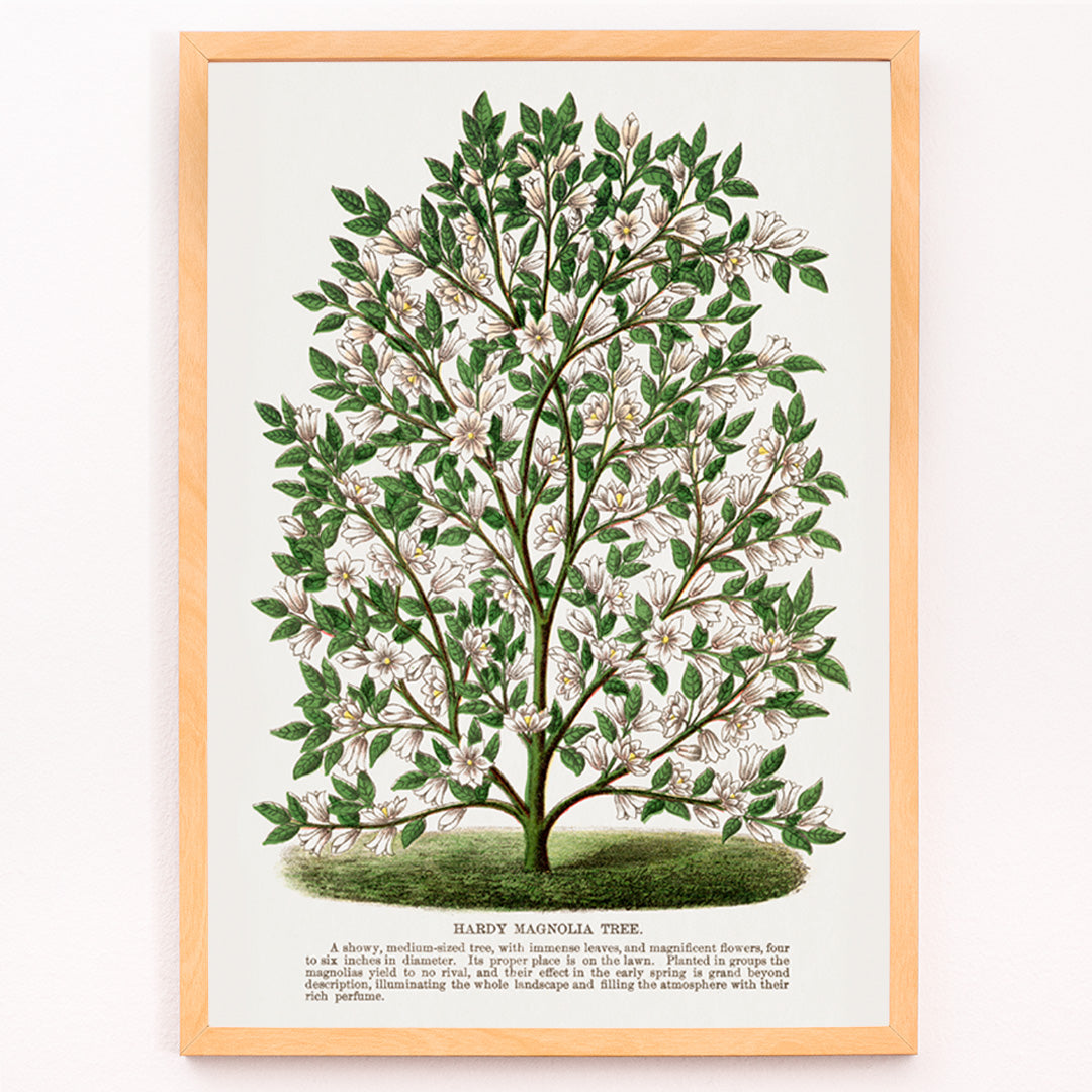 Closeup detail of Hardy Magnolia tree with white flowers botanical illustration and poster from Botanical Specimen artwork by Rochester titled Hardy Magnolia lithograph