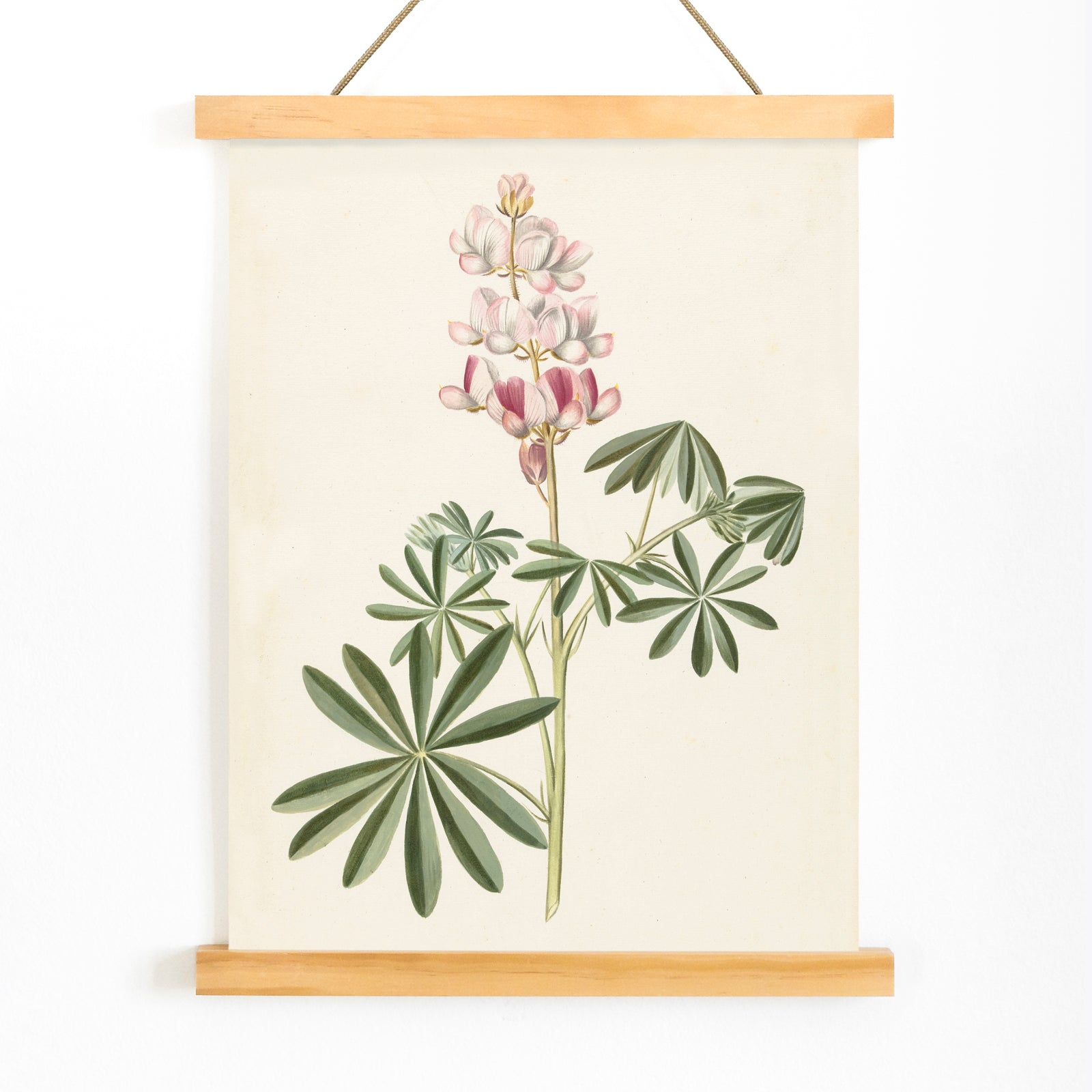 Botanical illustration poster of lupine flowers with green leaves by Alida Withoos, with wooden magnetic frame on white background