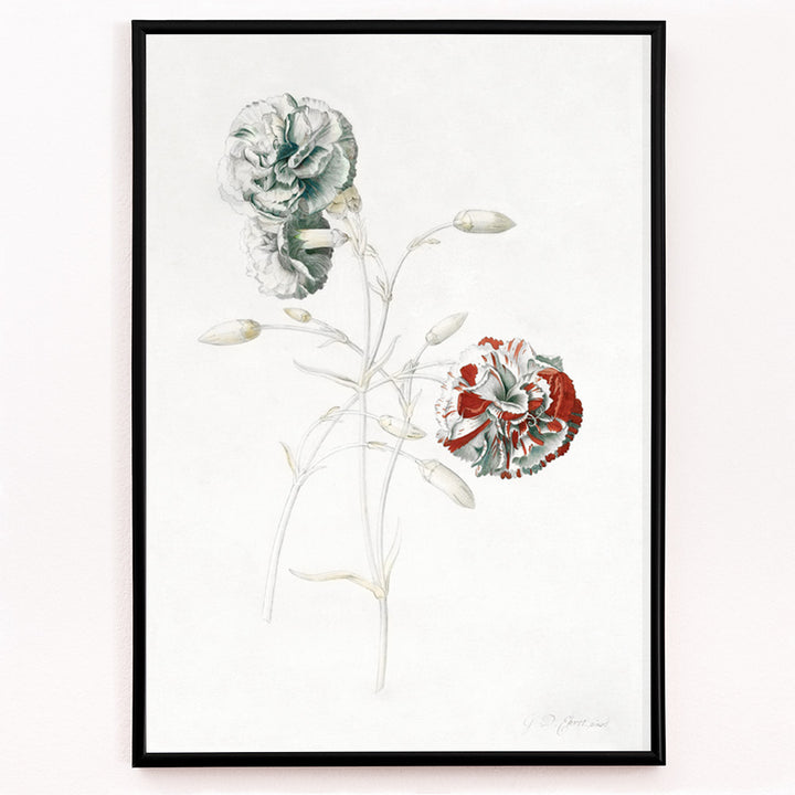 Closeup detail of Botanical illustration of carnations titled Carnations by Georg Dionysius Ehret detailed flower artwork poster