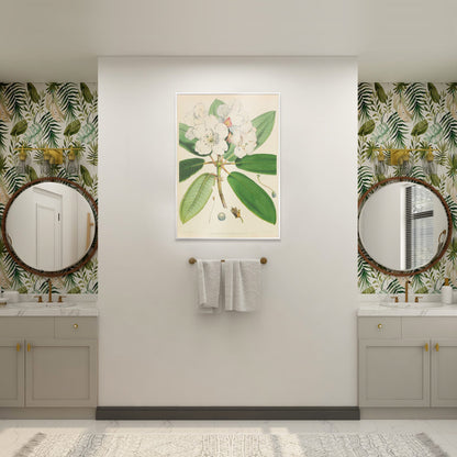 Botanical illustration of white rhododendron flowers and leaves from The Rhododendrons of Sikkim-Himalaya by Joseph Dalton Hooker poster, framed and displayed in home decor