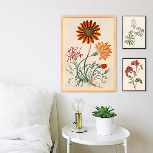 Botanical illustration poster of orange and red Gorteria diffusa flowers with green leaves by Robert Jacob Gordon, framed and displayed in home decor
