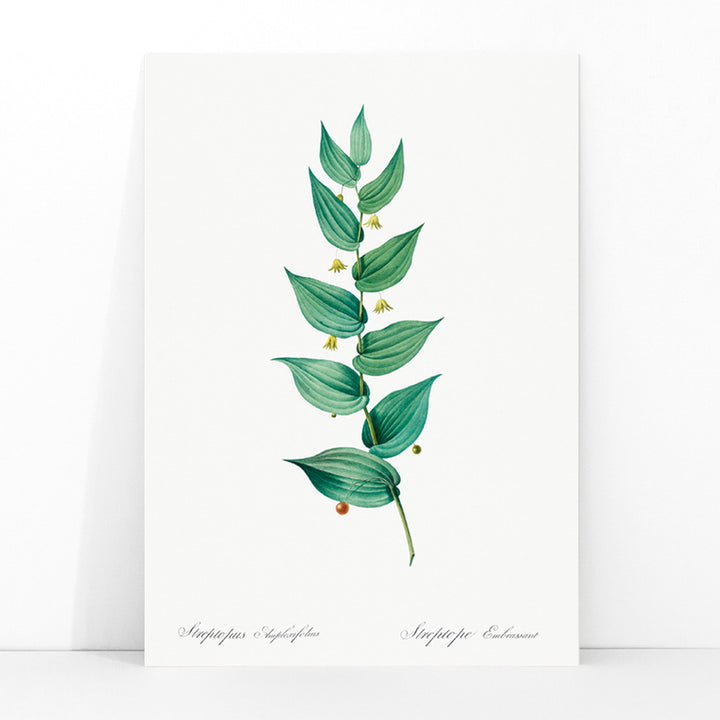 Botanical illustration poster of twistedstalk plant from Les liliacees by Pierre Joseph Redoute with green leaves and berries, framed and displayed in modern living room decor