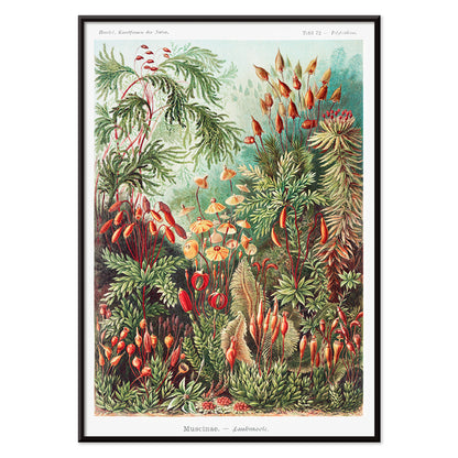 Vibrant botanical illustration of mosses plants and fungi by Ernst Haeckel Muscinae Laubmoose Kunstformen der Natur poster, with black aluminium frame on white background