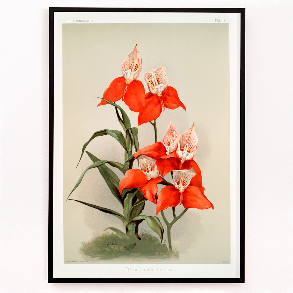 Closeup detail of Vivid red Disa grandiflora orchids illustrated by Frederick Sander from Reichenbachia Orchids botanical artwork