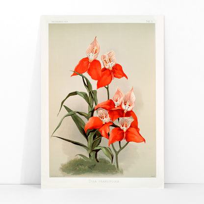 Vivid red Disa grandiflora orchids illustrated by Frederick Sander from Reichenbachia Orchids botanical artwork, framed and displayed in modern living room decor