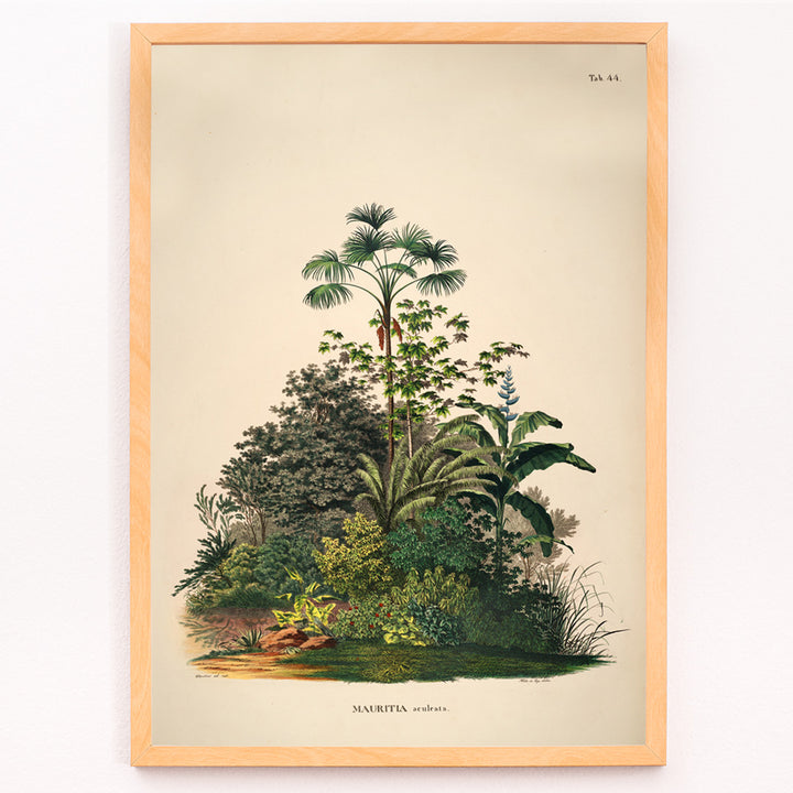 Closeup detail of Botanical illustration poster of Mauritia Armata from Historia Naturalis Palmarum by Carl Friedrich Philipp von Martius featuring detailed tropical plants