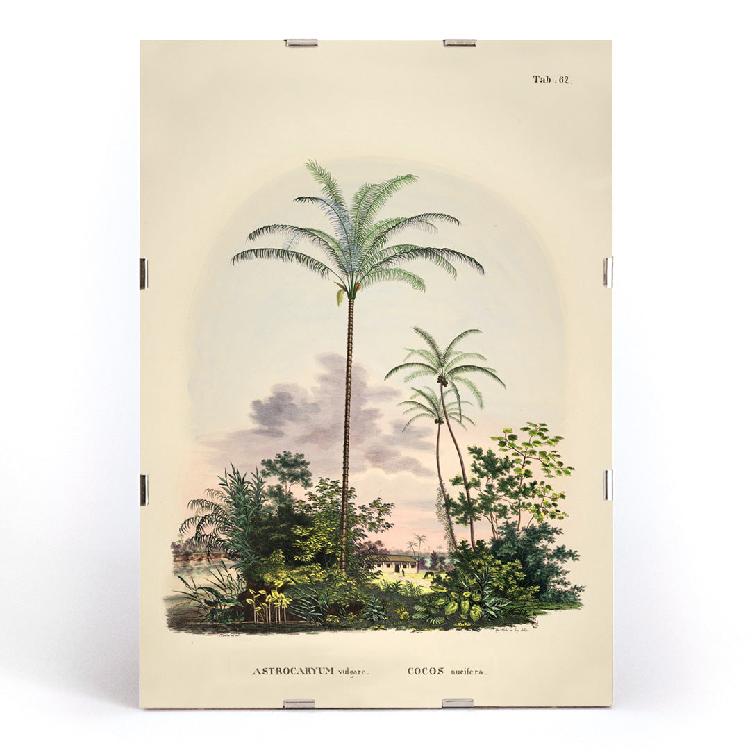 Astrocaryum vulgare botanical illustration and poster of tropical palm trees and lush green plants by Carl Friedrich Philipp von Martius, framed and displayed in modern living room decor