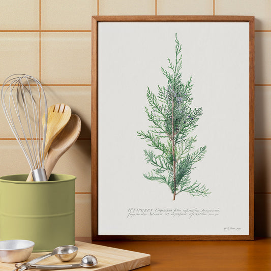 Botanical illustration of juniper branch by Georg Dionysius Ehret poster wall decor artwork, framed and displayed in home decor