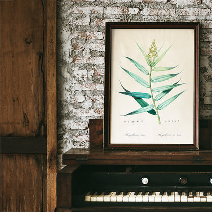 Botanical bush cane illustration with green leaves by Pierre-Joseph Redoute from Les liliacees artwork poster, framed and displayed in home decor