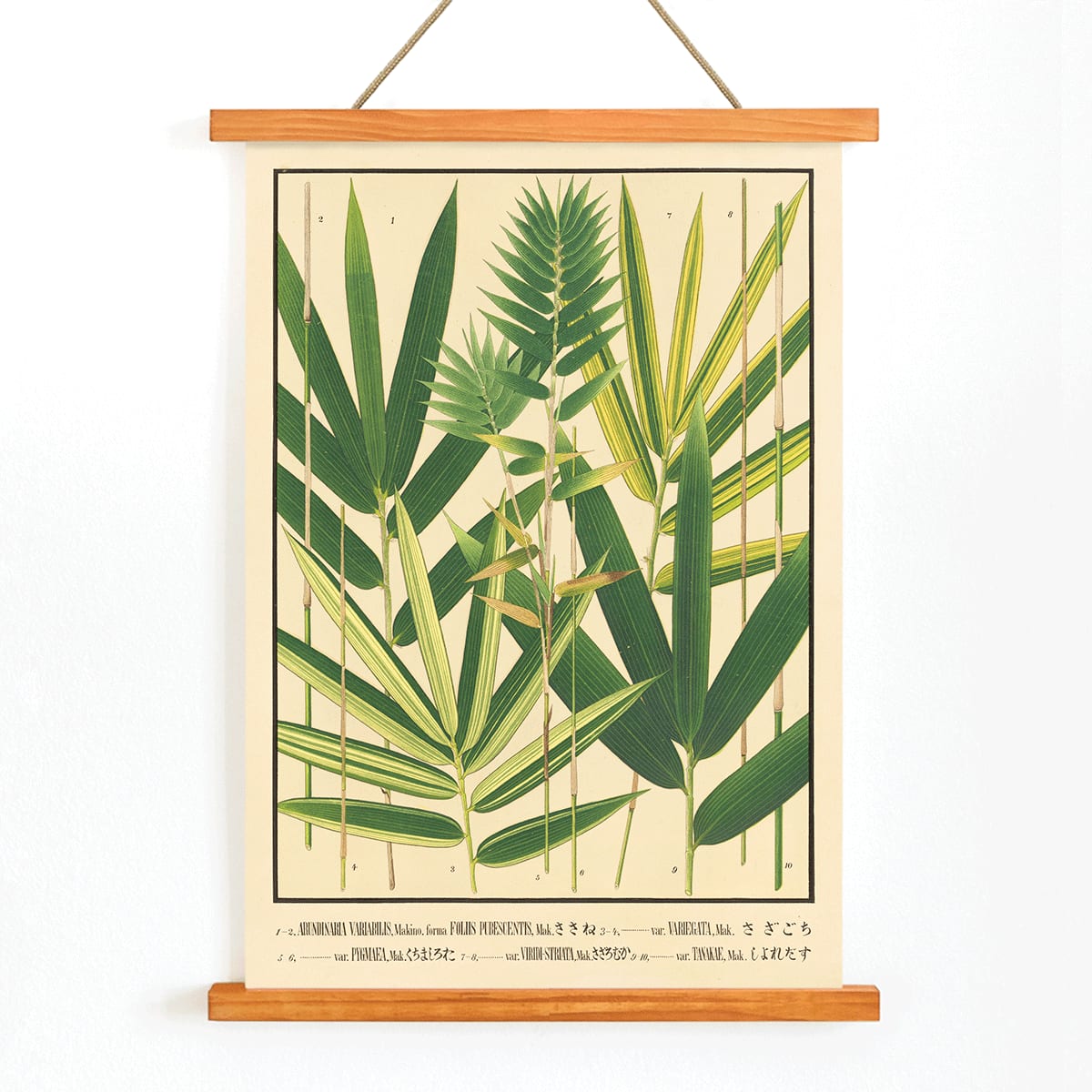 Botanical illustration and poster of Japanese bamboo species with green leaves by Yasuyoshi Shirasawa from Icones of the bamboos of Japan Nihon chikurui zufu Pl.06, with wooden magnetic frame on white background
