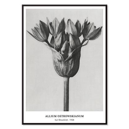 Black and white close up photograph of Allium Ostrorowskianum ornamental onion by Karl Blossfeldt from Urformen der Kunst poster artwork, with black aluminium frame on white background