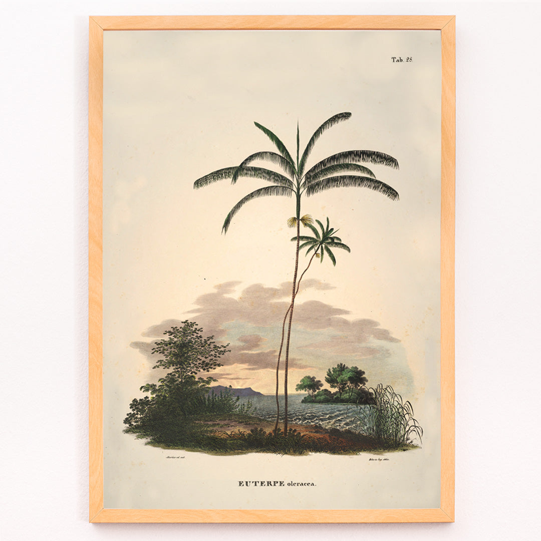 Closeup detail of Euterpe oleracea botanical illustration and palm landscape poster by Carl Friedrich Philipp von Martius from Historia Naturalis Palmarum