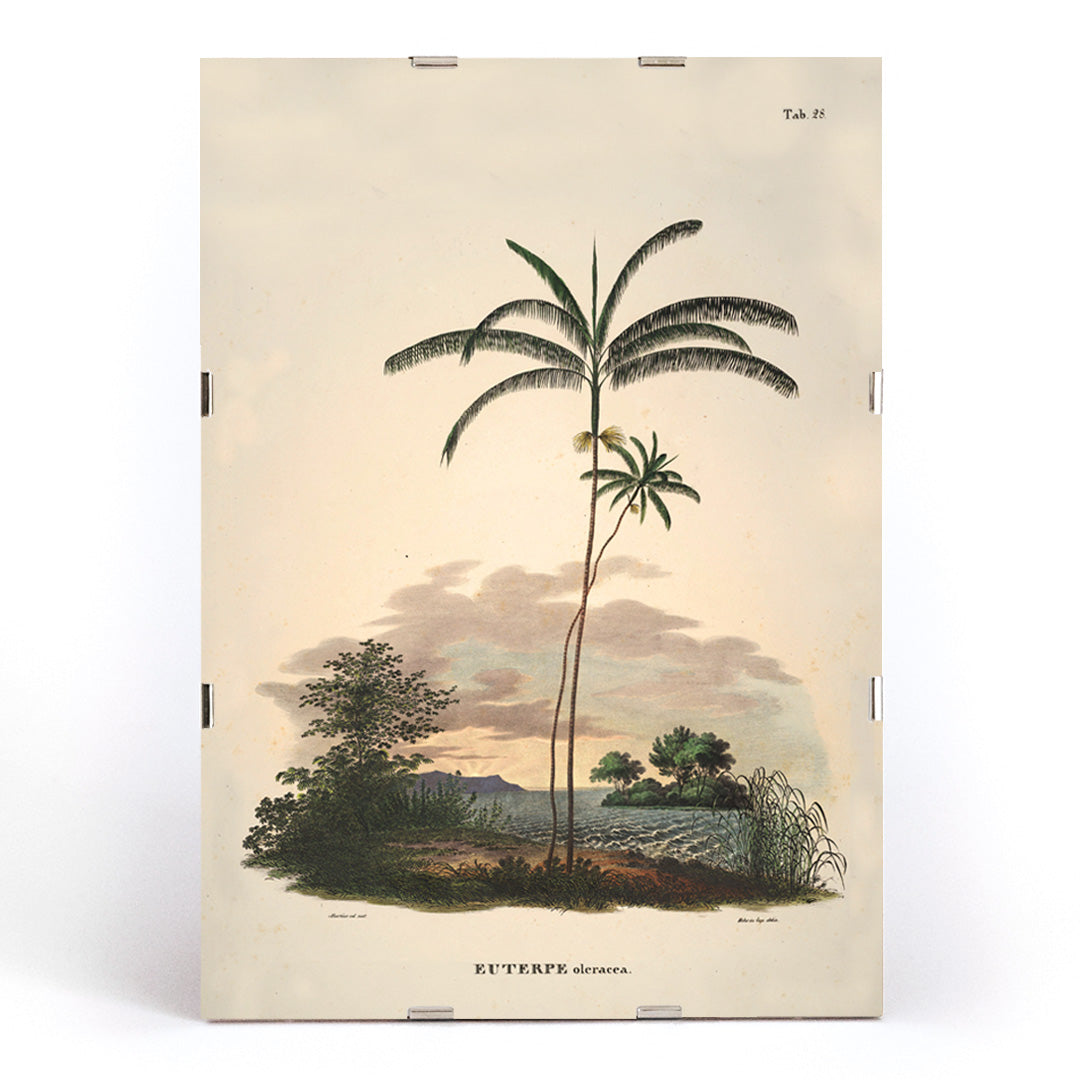Euterpe oleracea botanical illustration and palm landscape poster by Carl Friedrich Philipp von Martius from Historia Naturalis Palmarum, framed and displayed in modern living room decor