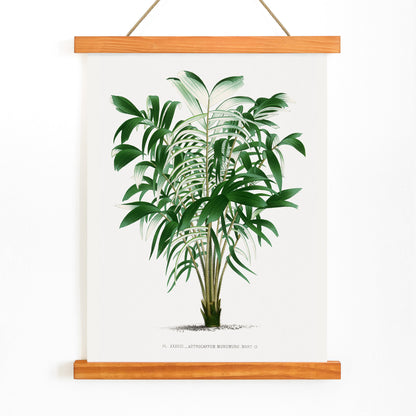 Botanical illustration poster of a palm plant and palm tree from Les Palmiers Histoire Iconographique by Oswald de Kerchove de Denterghem, with wooden magnetic frame on white background